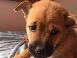 Cachorro raça Chow chow idade Abaixo de 2 meses nome Pérola 