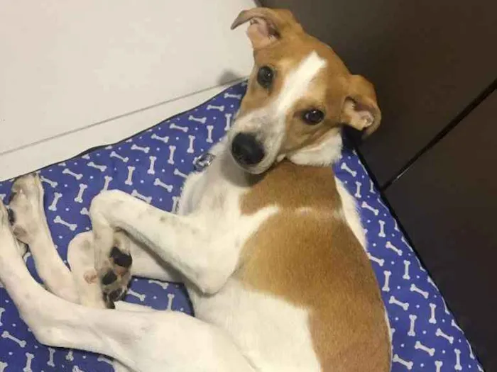 Cachorro ra a Vira-lata  idade 7 a 11 meses nome Apólo 