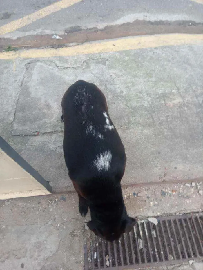 Cachorro ra a Srd idade  nome Nao tem