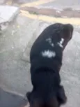 Nao tem
