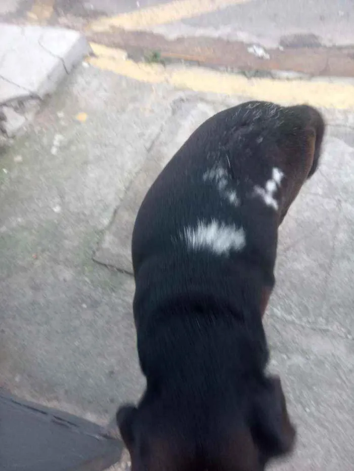 Cachorro ra a Srd idade  nome Nao tem