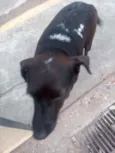 Nao tem