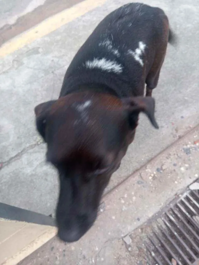 Cachorro ra a Srd idade  nome Nao tem