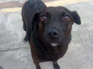 Cachorro raça Srd idade  nome Nao tem