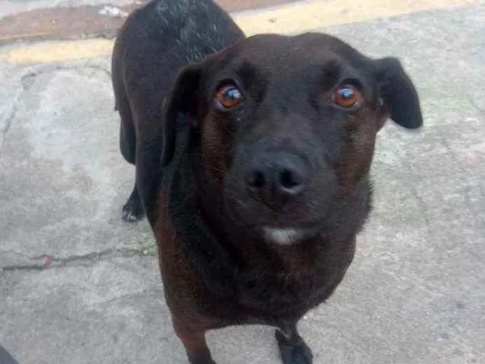 Cachorro ra a Srd idade  nome Nao tem
