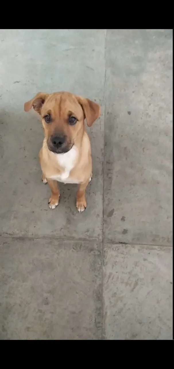 Cachorro raça Vira-lata idade 2 a 6 meses nome Pepe