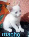 Floquinho 