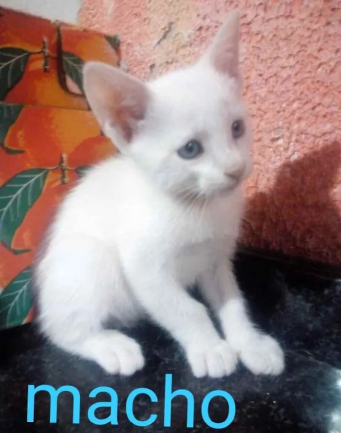 Gato ra a SRD idade 2 a 6 meses nome Floquinho 