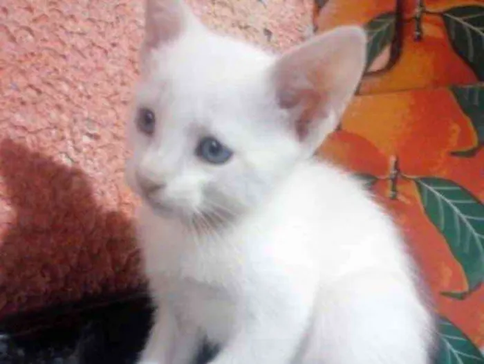 Gato ra a SRD idade 2 a 6 meses nome Floquinho 
