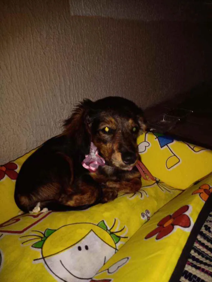 Cachorro raça  idade 3 anos nome Vivi