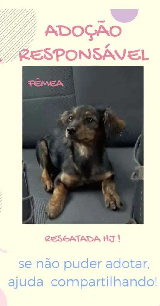 Cachorro raça  idade 3 anos nome Vivi