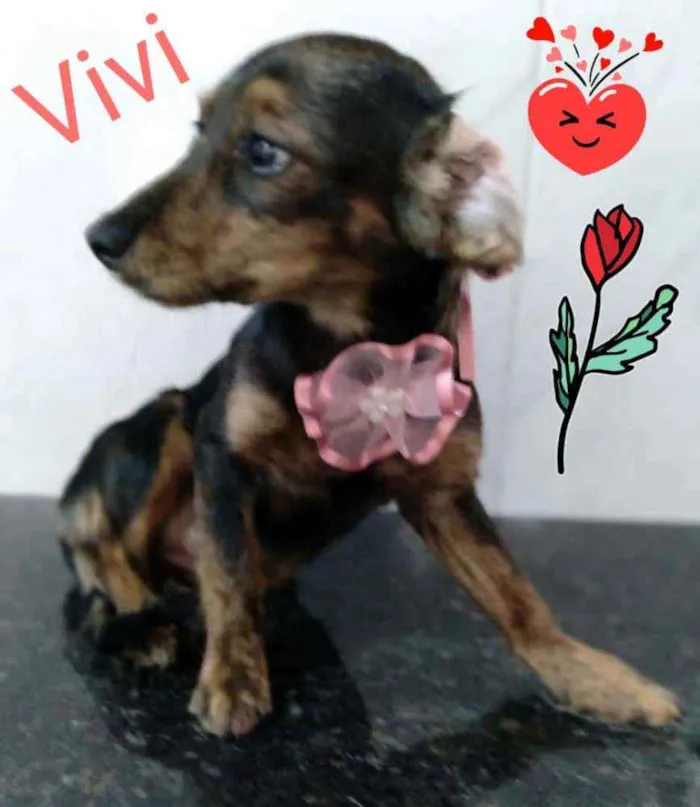 Cachorro raça  idade 3 anos nome Vivi