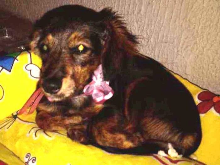 Cachorro raça  idade 3 anos nome Vivi
