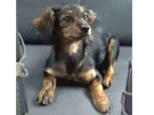 Cachorro raça  idade 3 anos nome Vivi