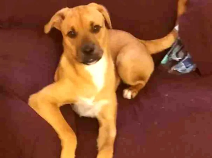 Cachorro raça Vira-lata idade 2 a 6 meses nome Pepe