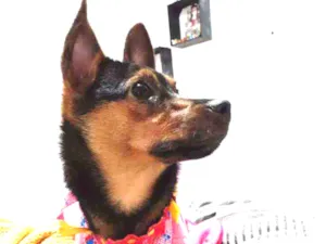 Cachorro raça Srd  idade 2 a 6 meses nome Dudinha