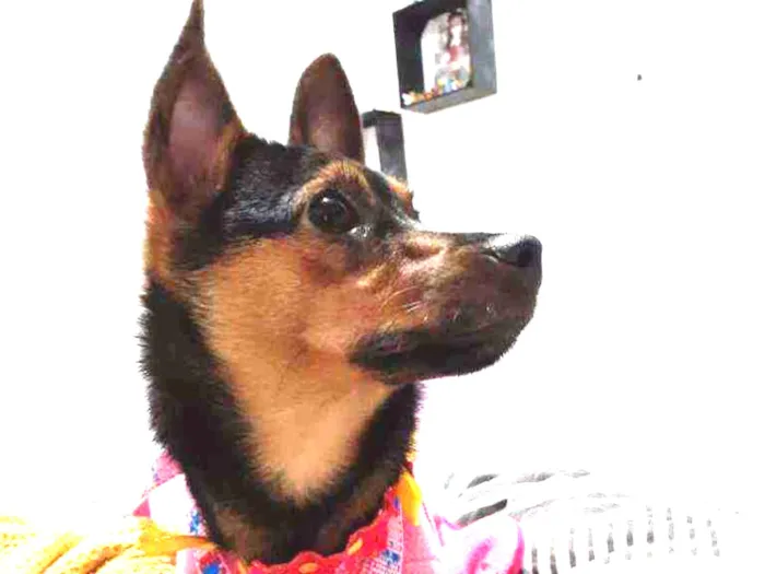Cachorro ra a Srd  idade 2 a 6 meses nome Dudinha