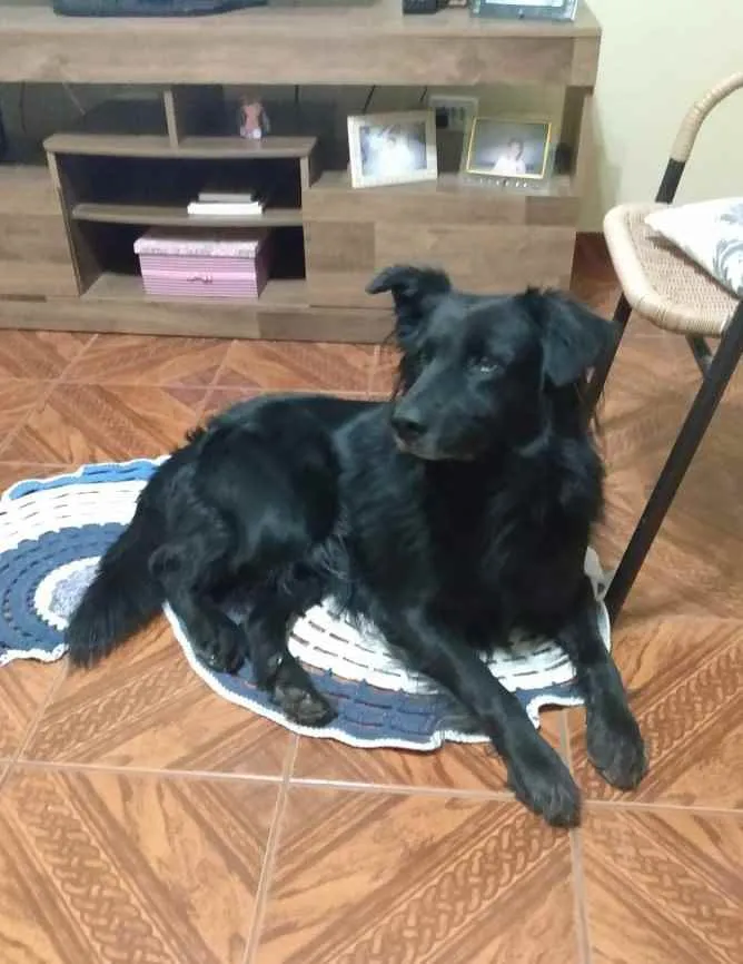 Cachorro ra a Pastor Belga idade 6 ou mais anos nome Duke