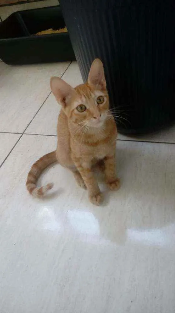 Gato ra a SRD idade 2 a 6 meses nome Boris