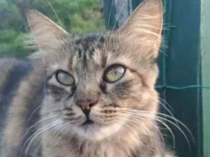 Gato raça Srd idade 4 anos nome Mariah