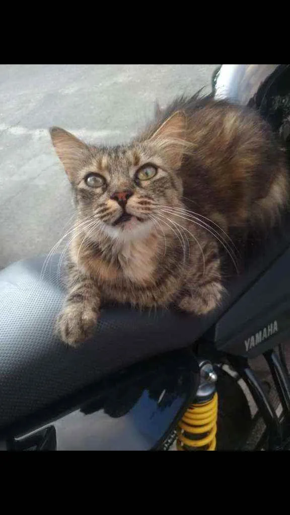 Gato raça Srd idade 4 anos nome Mariah