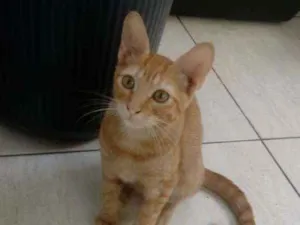 Gato raça SRD idade 2 a 6 meses nome Boris