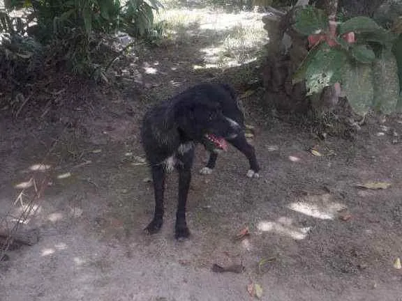 Cachorro ra a SrD idade 4 anos nome Bidú