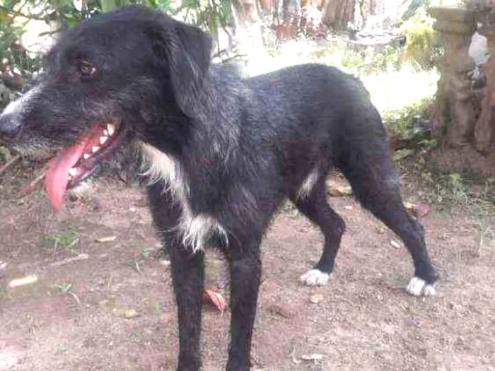 Cachorro ra a SrD idade 4 anos nome Bidú