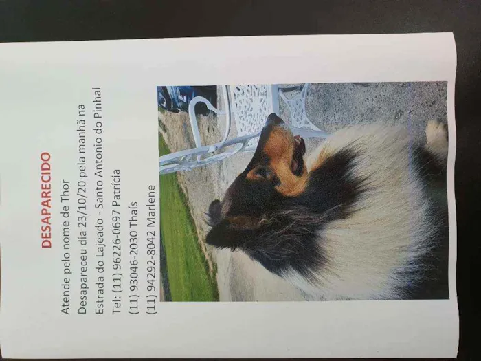 Cachorro raça Collie idade 3 anos nome Thor