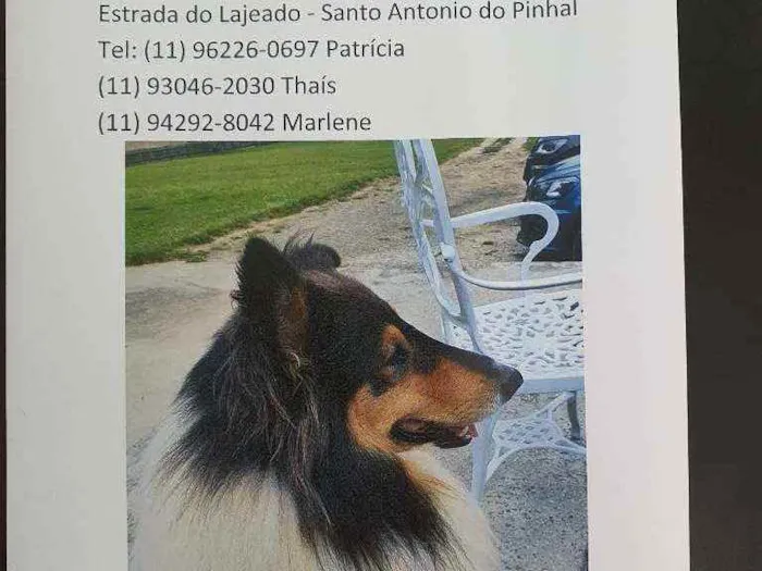 Cachorro raça Collie idade 3 anos nome Thor