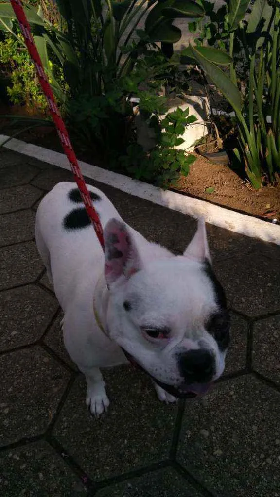 Cachorro ra a Bulldog Francês idade 6 ou mais anos nome Zaion