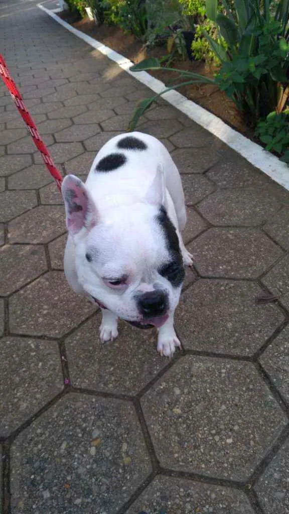 Cachorro ra a Bulldog Francês idade 6 ou mais anos nome Zaion