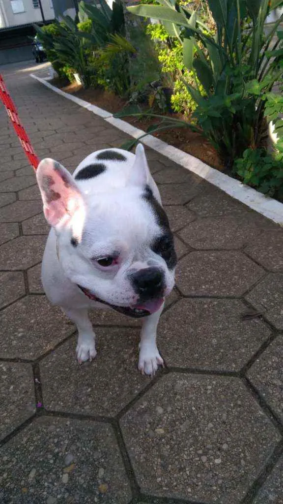 Cachorro ra a Bulldog Francês idade 6 ou mais anos nome Zaion
