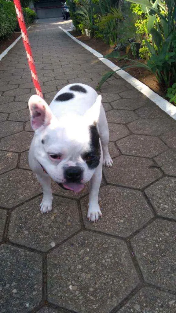 Cachorro ra a Bulldog Francês idade 6 ou mais anos nome Zaion