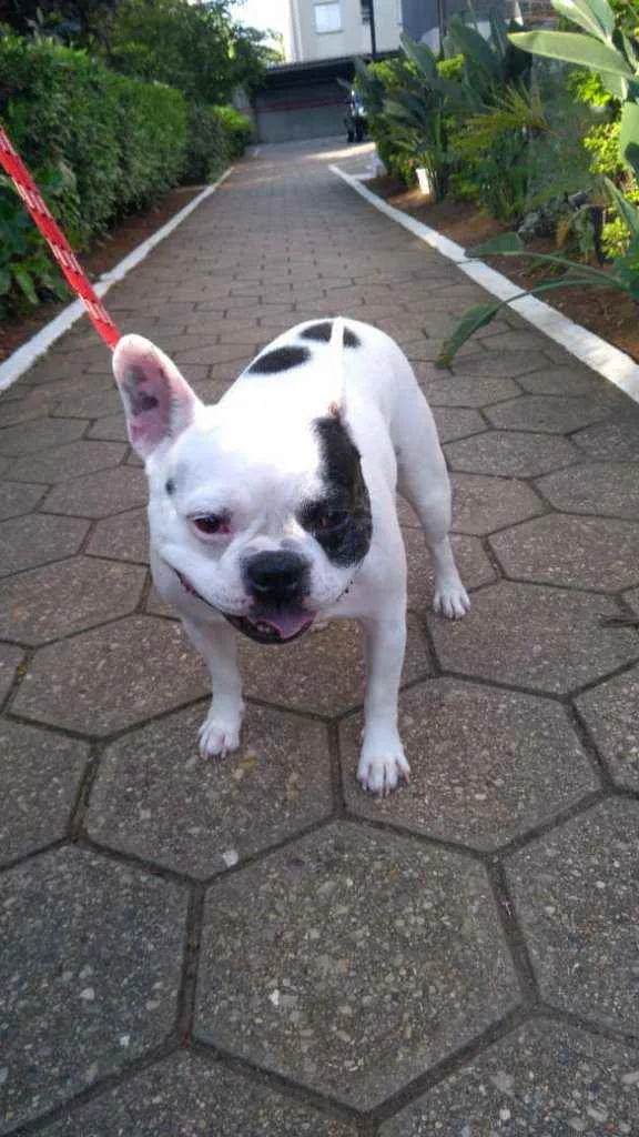 Cachorro ra a Bulldog Francês idade 6 ou mais anos nome Zaion