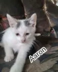 Aaron e Apolo