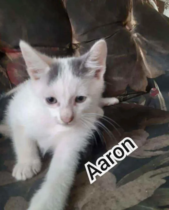 Gato ra a Srd idade 2 a 6 meses nome Aaron e Apolo