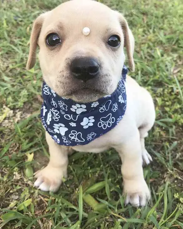 Cachorro ra a Sem Raça Definida idade Abaixo de 2 meses nome SAYMON