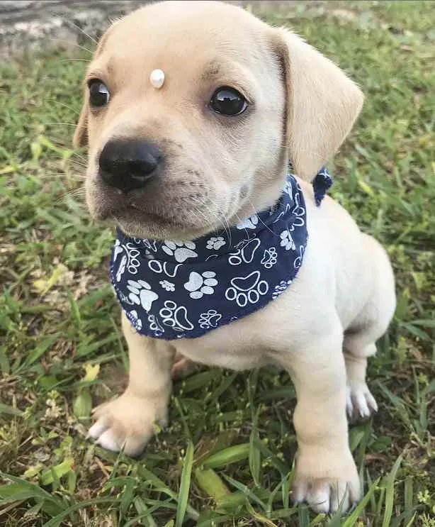 Cachorro ra a Sem Raça Definida idade Abaixo de 2 meses nome SAYMON