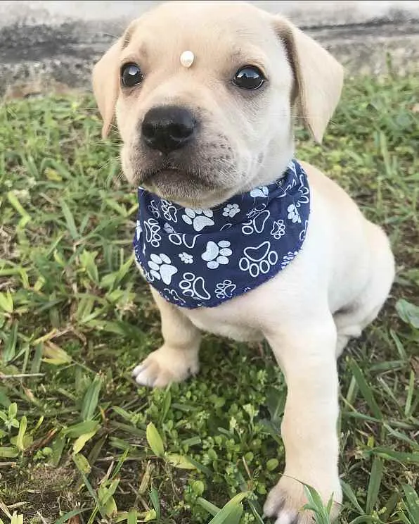 Cachorro ra a Sem Raça Definida idade Abaixo de 2 meses nome SAYMON