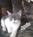 Aaron e Apolo