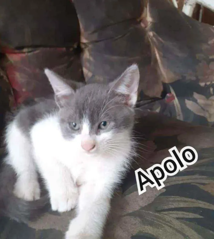 Gato ra a Srd idade 2 a 6 meses nome Aaron e Apolo