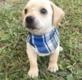 ENZO