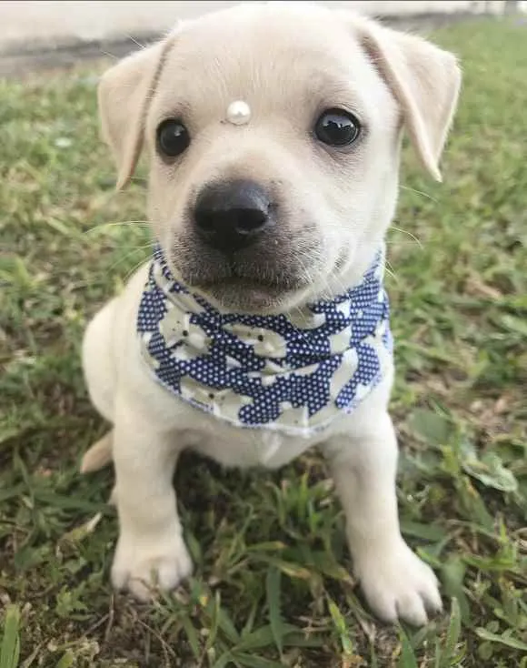Cachorro ra a Sem Raça Definida  idade Abaixo de 2 meses nome KLAUS