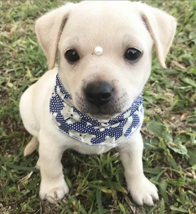 Cachorro ra a Sem Raça Definida  idade Abaixo de 2 meses nome KLAUS