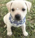 KLAUS