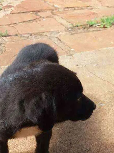 Cachorro ra a Srd idade Abaixo de 2 meses nome Panda