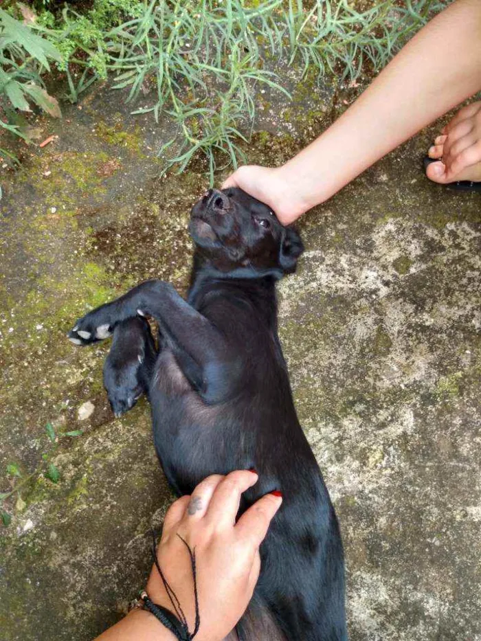 Cachorro ra a Vira lata  idade 7 a 11 meses nome Pretinha 