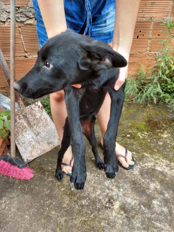 Cachorro ra a Vira lata  idade 7 a 11 meses nome Pretinha 