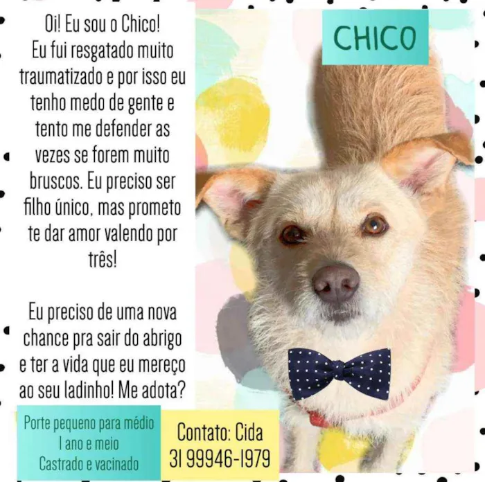 Cachorro raça SRD idade 1 ano nome Chici